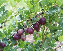 Fruit Plants Manufacturer Supplier Wholesale Exporter Importer Buyer Trader Retailer in Trivandrum Kerala India